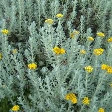 Imphepho – Africa’s Sacred Herb. (Helicrysum Species (African Sage)) – Earthmedicine – Africa Mystic Types Of Sage, Cleanse Energy, African Herbs, Medicinal Oils, Helichrysum Essential Oil, How To Make Oil, Natural Beauty Diy, Geranium Oil, Evergreen Plants