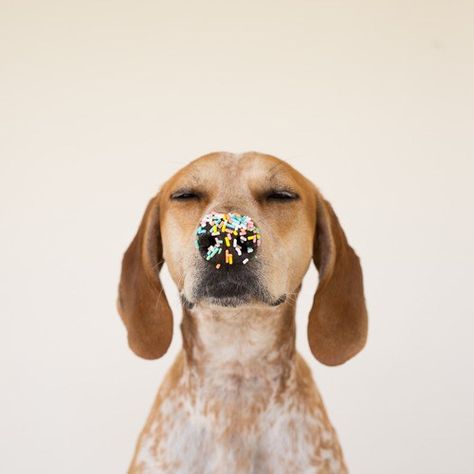 maddie the coonhound, with sprinkles Love My Dog, Appaloosa, Sweet Dogs, Hair Nails, E Card, Quarter Horse, Dog Birthday, Dog Photography, 귀여운 동물