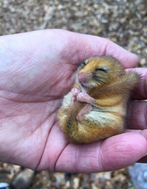 Sleepy dormouse in England Gorgeous Animals, Cuddly Animals, National Trust, Sweet Animals, Funny Animal Pictures, Cute Photos, Animals Beautiful, Pet Birds, Nature Lover