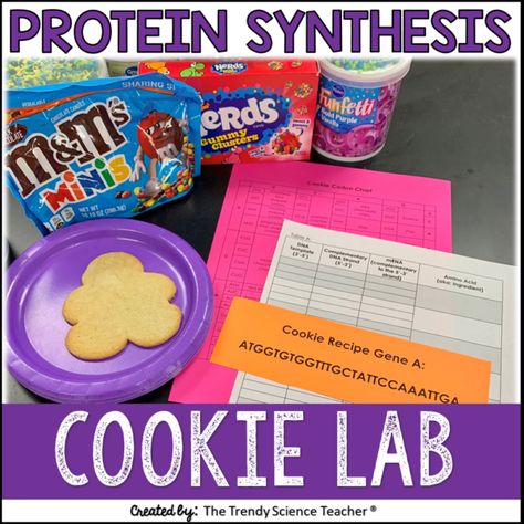 Protein Synthesis Activity, Model Dna, High School Biology Classroom, Biology Experiments, Middle School Science Activities, Decorated Sugar Cookie, Transcription And Translation, Dna Replication, Biology Resources