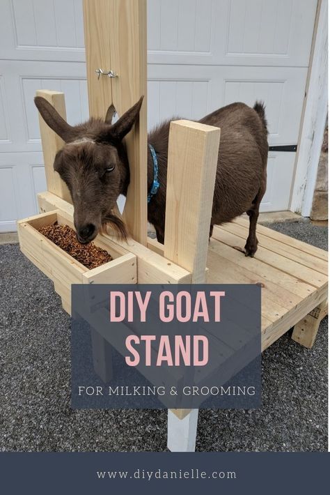 Goat Mailbox Ideas, Best Milking Goats, Diy Milking Stand For Goats, Goat Ideas Diy, Goat Stand Plans, Small Goat Pen Ideas, Diy Farm Ideas, Animal Pens Ideas, Diy Goat Milking Stand