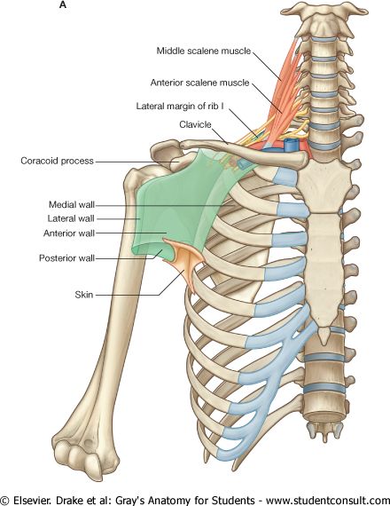 Triceps Brachii Muscle, Drawing Medical, Upper Limb Anatomy, Anatomy Notes, Sports Massage Therapy, Gross Anatomy, Latissimus Dorsi, Medical Student Study, Human Body Anatomy