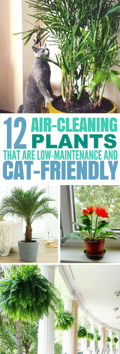 Plants Safe For Cats, Plants In The House, Houseplants Safe For Cats, Kitty Care, Katt Diy, Common House Plants, Katt Grejer, Air Cleaning Plants, Air Purifying Plants