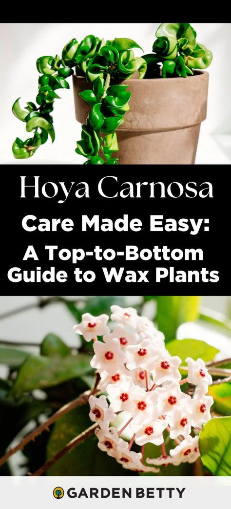 If you love long, trailing tropical plants that are also easy to care for, Hoya carnosa is right up your alley! This semi-succulent vine isn’t as fussy about watering as other jungle plants, and can fill your space with a profusion of sweetly scented flowers. Here’s what you need to know about caring for your wax plant. Hindu Rope Plant, Growing Organic Vegetables, Jungle Plants, Scented Flowers, Wax Plant, Hoya Carnosa, Victory Garden, Easy A, Backyard Fire