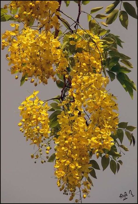 Via Rubina Nakhawahese. These flowers are called "konna poo" in kerala. (Amaltas or laburnum..botanical name)..very auspicious flower in kerala...on the day of new year....these flowers are offered to lord shrikrishna, along with other naivedyam....flowering season..march..April...... Kerala new year falls on April 15.    They look so beautiful when fully bloomed........ Kerala Flowers, Amaltas Flowers, Amaltas Flowers Painting, Amaltas Tree, Angel Plant, Rare Orchids, Anime Drawing Books, Beautiful Flowers Photos, Beautiful Landscape Wallpaper