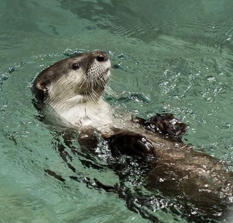 Sea Otter Drawing, Tattoo Ideas Ocean, Otter Pfp, Swimming Otter, Otter Facts, Sea Otter Art, Otter Drawing, Otter Tattoo, Baby Sea Otters