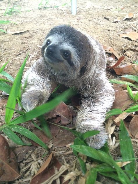 <b>Lunita is a baby three-fingered sloth living at the <a href="http://go.redirectingat.com?id=74679X1524629&sref=https%3A%2F%2Fwww.buzzfeed.com%2Fsummeranne%2Fi-love-you-lunita&url=http%3A%2F%2Fwww.slothsanctuary.com%2F&xcust=https%3A%2F%2Fwww.buzzfeed.com%2Fsummeranne%2Fi-love-you-lunita%7CBFLITE&xs=1" target="_blank">Sloth Sanctuary of Costa Rica</a>, and her face will fill your heart with pure love.</b> Two Toed Sloth, Katt Grejer, Wallpaper Animals, Tattoo Nature, Animals Tattoo, Sloth Life, Sloth Art, A Sloth, Sloth Lovers