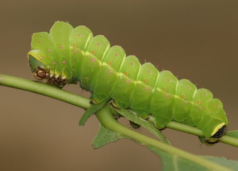 American moon moth (Actias luna) caterpillar, final instar… | Flickr Lunar Moth Caterpillar, Luna Moth Caterpillar, Caterpillar Aesthetic, Reference Animals, Io Moth, Spring Poster, Lunar Moth, Moon Moth, Moth Caterpillar