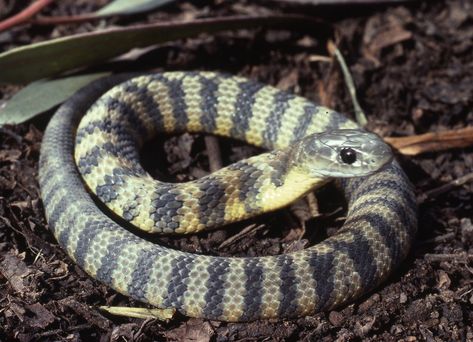 Tiger Snake - The Australian Museum Tiger Species, Tiger Snake, Largest Snake, Pit Viper, Snake Venom, Black Tigers, Reptiles And Amphibians, Birds Of Prey, Animals Images