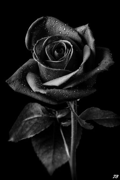 Light And Shadow Photography, Black Roses Wallpaper, Black Rose Flower, Nature Photography Flowers, Roses Wallpaper, Shadow Photography, Dark Flowers, Japon Illustration, Black Halloween