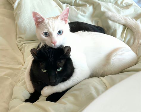 Black Cat Aesthetic, White And Black Cat, Cats In Love, Black And White Cats, Ninja Cats, In Another Universe, Cat Couple, Another Universe, Cat Pose