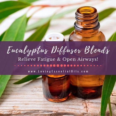 Eucalyptus diffuser blends, well known essential oil for respiratory support. It helps to clear congestion, reduce mucus, and open airways. It is also wonderful Eucalyptus Diffuser Blends, Eucalyptus Oil Benefits, Essential Oils Allergies, Natural Allergy Relief, Essential Oils Kit, Essential Oils For Kids, Essential Oil Carrier Oils, Essential Oil Diffuser Recipes, Oil Diffuser Recipes