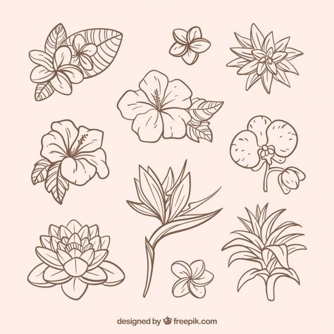 https://www.freepik.com/free-vector/lovely-hand-drawn-tropical-flower-collection_2700551.htm Tropical Flower Tattoos, Tanaman Air, Tropical Tattoo, Dresses Flowers, Hibiscus Tattoo, Flowers Vector, Pola Sulam, Plant Drawing, Tropical Flower