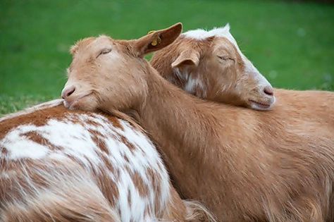 Let's Hug Like the Goats do Sleepy Animals, Animal Hugs, Heartwarming Pictures, Sleeping Animals, What Cat, Bear Cubs, Jolie Photo, Sweet Animals, Animal Photo