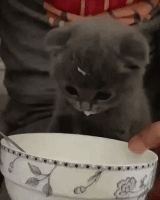 Drinking Milk, Little Kittens, Silly Animals, Silly Cats, I Love Cats, Meow Meow, Pretty Cats, Cute Kittens, Cute Little Animals