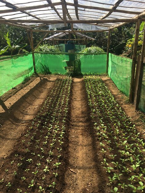 Bamboo Greenhouse Diy, Bamboo Greenhouse, Farm Work, Greenhouse Ideas, Farm Layout, Vegetable Garden Diy, Cattle Farming, Market Garden, Veg Garden