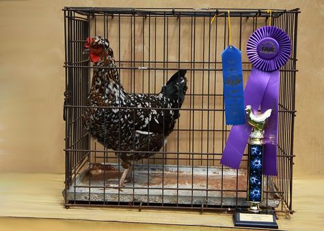 Preparing and Showing Your Chicken at a Poultry Show Show Chickens, Chicken Backyard, Urban Chicken, Cheap Chicken Coops, Chicken Tips, Urban Chicken Farming, Laying Chickens Breeds, Mobile Chicken Coop, Farming Tips