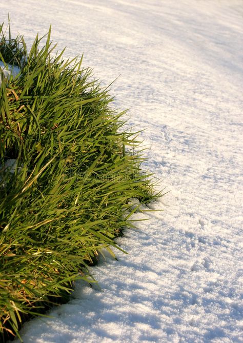 Snow and Grass. Snow and a patch of grass in winter , #sponsored, #Grass, #Snow, #patch, #winter, #grass #ad Winter Grass, Banana Breakfast, Breakfast Smoothie, Free Stock Photos, Smoothie, Royalty Free Stock Photos, Stock Images, Herbs, Stock Photos