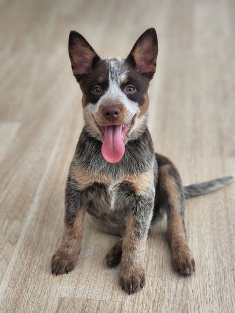 Australia Cattle Dog, Chocolate Heeler, American Cattle Dog, Cattle Dog Puppy, Aussie Cattle Dog, Perros Golden Retriever, Austrailian Cattle Dog, Australian Cattle Dog Mix, Heeler Puppies