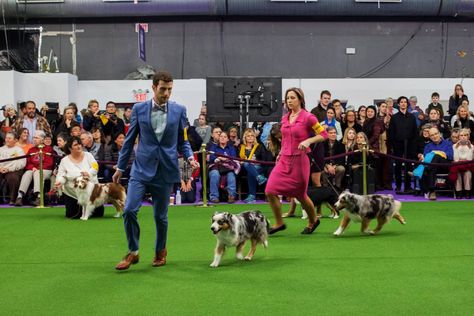 Dog Show Outfits, Dog Show Suits Women, Best In Show Dog, Persona Moodboard, Dog Show Categories, Westminster Kennel Club Dog Show, Show Outfits, Westminster Dog Show, American Shepherd