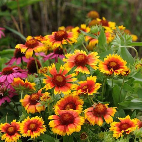 Gaillardia Mesa™ Bright Bicolor Blanket Flower, Perennial Flower, Coastal Gardens, Attracting Bees, Plant Information, Spring Plants, Attract Butterflies, Yellow Tones, Flowers Perennials