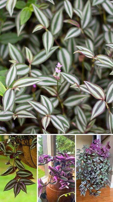 Discover the secrets to growing a vibrant and healthy Wandering Jew plant indoors! This guide covers everything you need to know, from light and water requirements to the best soil mix and propagation methods. Whether you're a seasoned plant parent or a beginner, these tips will help your Wandering Jew thrive and add a touch of lush greenery to your home. Wandering Jew Plant Care Indoors, Wandering Jew Plant Care, Wondering Jew Plant, Propagation Methods, Wondering Jew, Jew Plant, Wandering Jew Plant, Big Planters, Wandering Jew