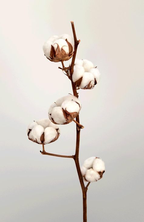 Cotton Plant, Image Nature, White Aesthetic, Flower Power, Dried Flowers, Aesthetic Wallpapers, Planting Flowers, Beautiful Flowers, Mood Board