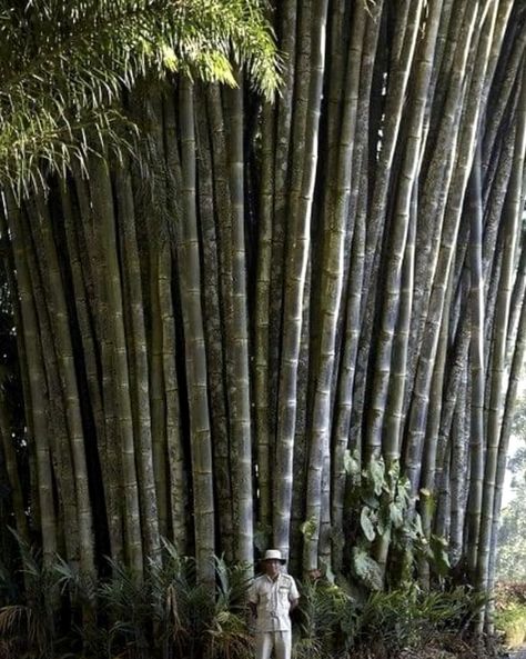 Bamboo Growing, Giant Bamboo, Ceylon Tea, Pollinator Garden, Beautiful Pictures, House Plants, Tea, Plants