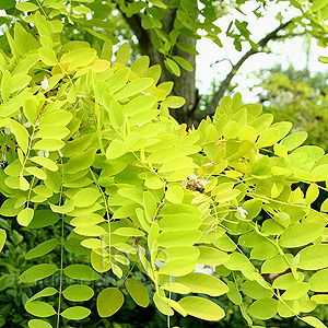 Screening Trees, Honey Locust Tree, Locust Tree, Contemporary Gardens, Modern Gardens, Evergreen Hedge, Landscaping Trees, Honey Locust, Palm Tree Silhouette