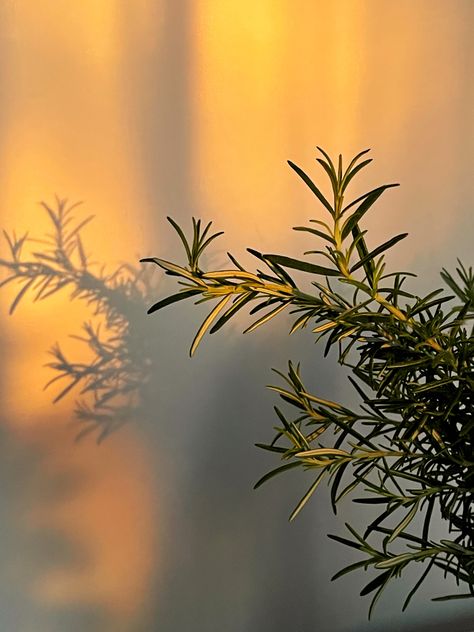 Rosemary Plant Aesthetic, Rosemary Aesthetic Flower, Aveda Aesthetic, Sun Shadow Aesthetic, Rosemary Aesthetic, Vision Binder, Pilates Business, Hogwarts Oc, Creativity Journal