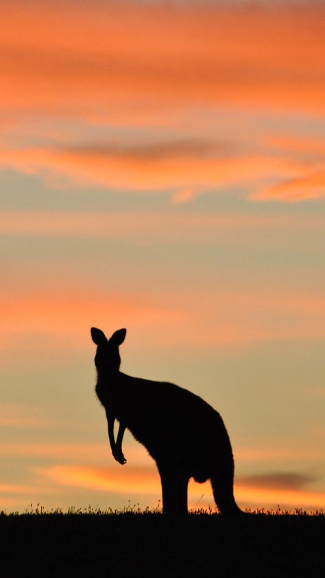 Get rid of those preset backgrounds stat. Kangaroo Wallpaper, Australia Wallpaper, Sydney Fashion, Country Backgrounds, Australia Animals, Australian Travel, Perfectly Timed Photos, Iphone Wallpaper Pattern, Visit Australia