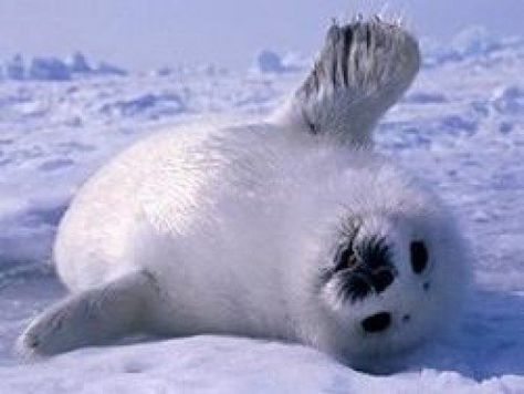 Baby Harp Seal, Harp Seal, Cute Seals, Seal Pup, Baby Seal, 강아지 그림, Cute Animal Pictures, Cute Creatures, 귀여운 동물