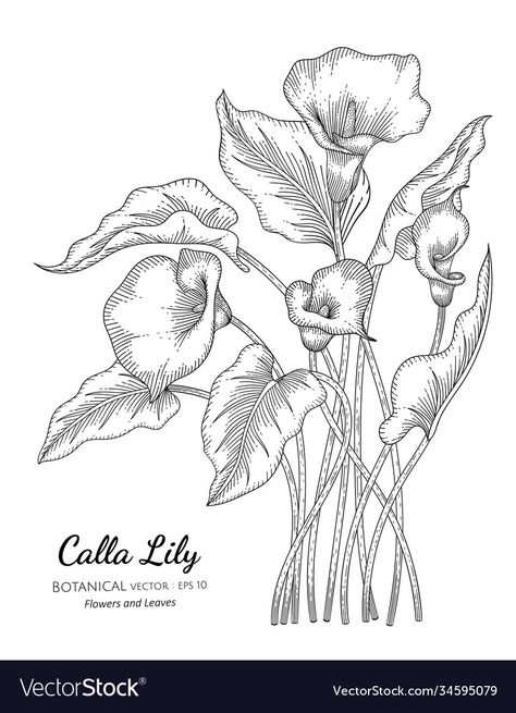 Calla Lily Botanical Illustration, How To Draw A Calla Lily, Calla Lily Outline, Calla Lily Line Drawing, Calla Lily Illustration, Calla Lily Drawing, Calla Lily Tattoo, Cala Lillies, Daisy Flower Drawing