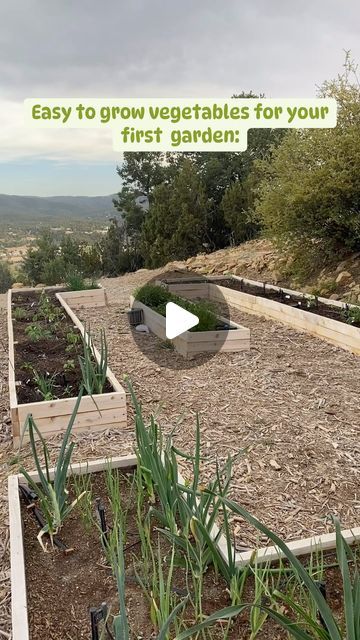 Lisa - Zone 6b Gardener on Instagram: "🌶️Plant these veggies if you want an easy garden. 

🌶️Any garden center should have these plants. If it’s your first time growing just plop them in where you have space and see what happens. You don’t need a dedicated space. Just remember to check on them and water them. 

#smallbusiness #instgood #reelsinstagram #instareel #fyp #reelsviral #explore #neohio #naturelover #salad #kitchengarden #flowers #summergarden #flowergarden #cutflowergarden #firstgarden #growveggies #growvegetables #vegetablegarden #midwest" Easy Vegetables To Grow, Growing Veggies, Cut Flower Garden, Easy Garden, Kitchen Garden, Growing Vegetables, Summer Garden, Garden Center, Vegetable Garden