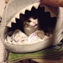 Shark Gif, Cats Gif, Cat Shark, Social Post, Cute Shark, The Shark, Funny Cat Videos, All About Cats, Cats Dogs