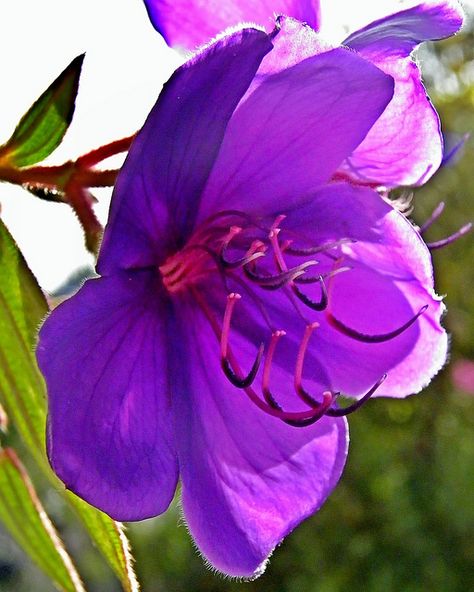 Princess flower (Tibouchina urvilleana) is a glorious addition to tropical and sub-tropical gardens. Its large purple flowers and soft hairy leaves add interest and a burst of color to any landscape. It can also can be used as an indoor container plant in cooler regions, if full light and warmth is provided. Though it is usually a shrub here, it sometimes becomes large enough to form a small ornamental tree. Tibouchina Urvilleana, Small Ornamental Trees, Princess Flower, Ornamental Trees, Rare Flowers, Different Flowers, Flowering Trees, Exotic Flowers, Tropical Garden