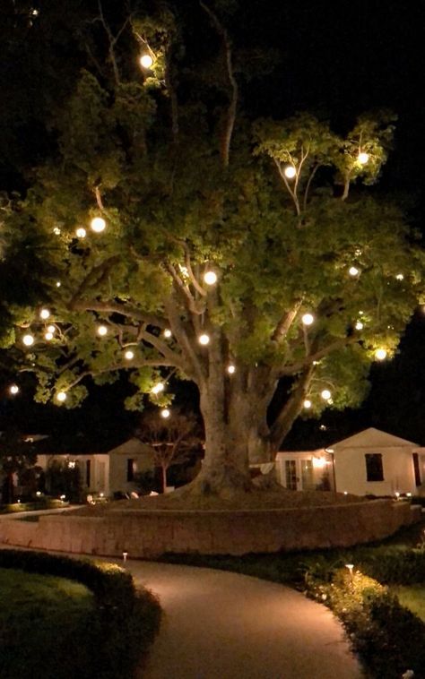 Lighting For Trees Outdoor, Tree Light Wedding, Outside Tree Lights, Backyard Tree Lights, Lawn Lighting Ideas, Lights On Trees Outside, Garden Backyard Aesthetic, Tree Light Decor, Tree Lighting Ideas