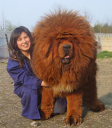 Report Final score: 48points POST KatherineBeebe 4 years ago Love the big bushy tail 5 Reply Red Tibetan Mastiff, World's Most Expensive Dog, Most Expensive Dog, Regnul Animal, Expensive Dogs, Big Dog Breeds, Tibetan Mastiff, Huge Dogs, Giant Dogs