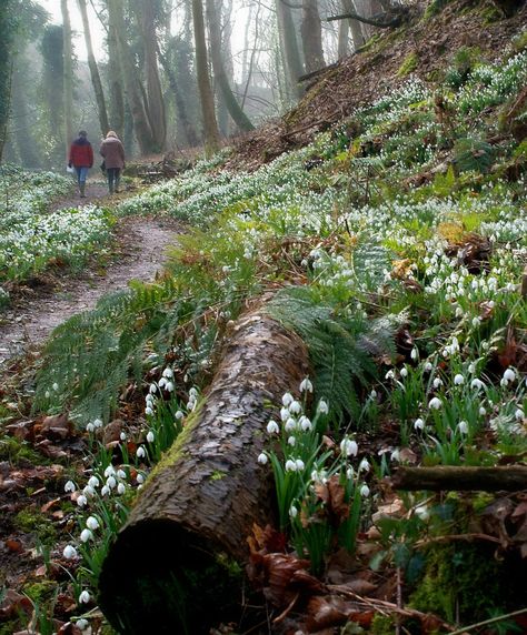 Snowdrops, Cambo, Scotland / Home to a National Collection of Galanthus and one of the best places to admire snowdrops in the UK. Taman Air, Bell Gardens, Forest Garden, Woodland Garden, Forest Floor, Alam Yang Indah, Into The Woods, Shade Garden, Dream Garden