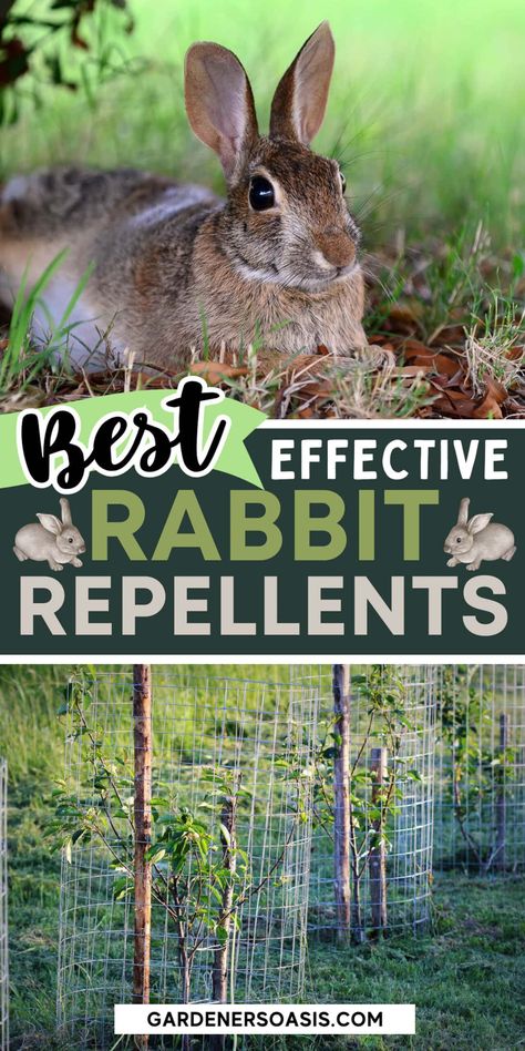 14 Of The Best Rabbit Deterrents For Your Garden Rabbit Deterrent Plants, Plants That Rabbits Do Not Eat, Keeping Rabbits Cool In Summer, Deter Rabbits From Garden Plants, Rabbit Deterrent, How To Stop Rabbits From Eating Plants, Rabbit Repellent, Ground Orchids, Elevated Gardening