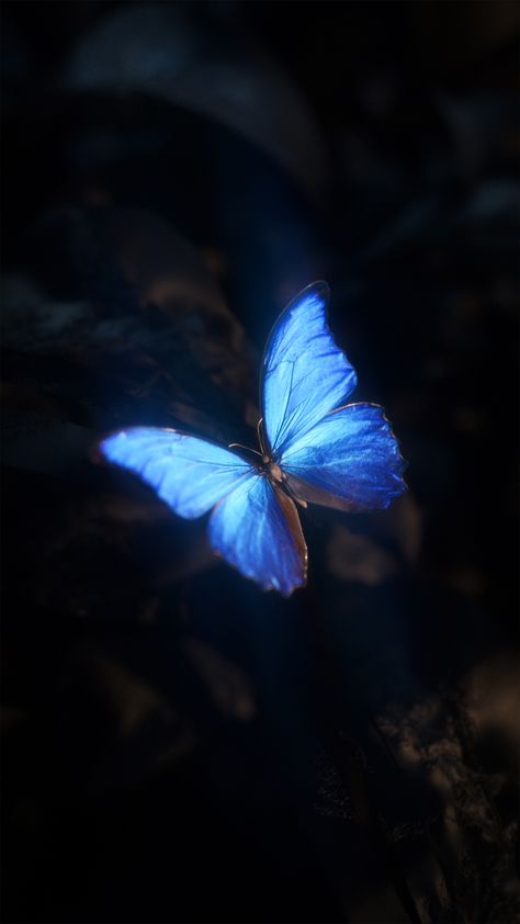 Blue Butterfly Wallpapers, Wallpapers Cool, Butterfly Wallpapers, Board Wallpaper, Blue Butterfly Wallpaper, Cute Blue Wallpaper, Beautiful Fairy, Image Swag, Wallpaper Doodle