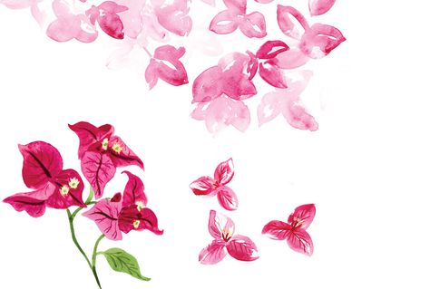 Bouganvilla Flower Illustration, Bougainvillea Illustration, Watercolour Studies, Bougainvillea Flower, Book Favors, Hand Painted Wedding, Wax Flowers, Bougainvillea, Nature Illustration