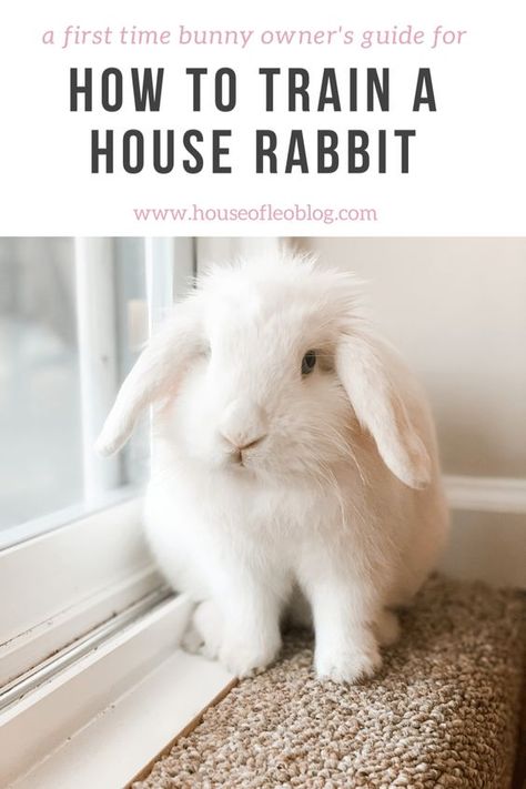 HOW TO TRAIN A HOUSE RABBIT How To Tame A Rabbit, Cute Rabbit House Ideas, Rabbit Litter Training, Diy Bunny Cage Indoor House Rabbit Ideas, How To Litter Train A Rabbit, How To Potty Train A Bunny, Bunny Routine, Rabbit Home Ideas, Pet Bunny Set Up