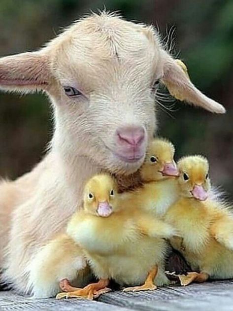 Unlikely Animal Friends, Baby Goat, Odd Couples, Cute Animals Puppies, Baby Animals Pictures, Animals Friendship, Unusual Animals, Baby Goats, Pretty Animals