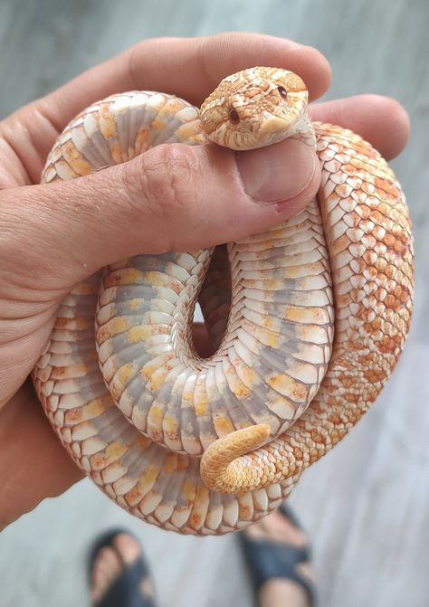 Hog Nose Snake, Snake Photography, Cute Snakes, Dream Snake, Danger Noodles, Hognose Snake, Cool Snakes, Colorful Snakes, Pretty Snakes