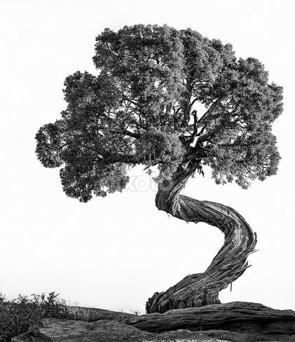 Desert Juniper Juniper Tree Tattoo, Tree Roots Tattoo, Tree Tattoo Meaning, Roots Tattoo, Juniper Tree, Twisted Tree, Tree Tattoo Designs, Tinta China, Tree Photography