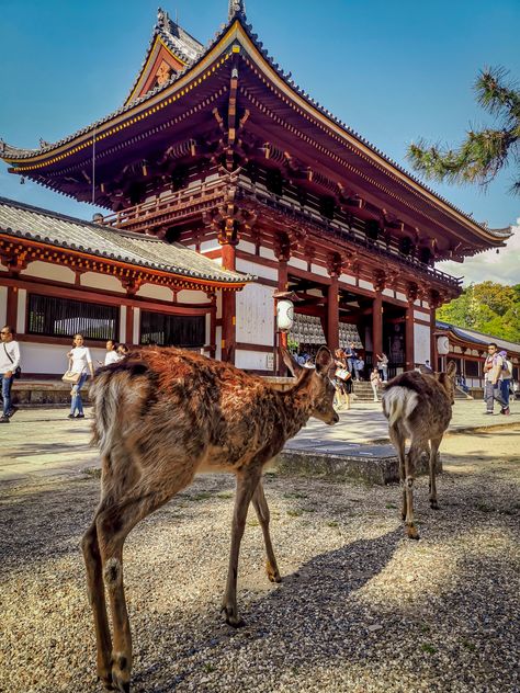 Nara Park in Japan, where the deer run free and there are heaps of amazing temples! Check out the blog for more :) Nara Deer Park, Nara Deer, Nara Park, Japan Temple, Tokyo Japan Travel, Nara Japan, Big Lake, Deer Park, Aesthetic Japan