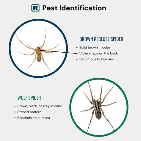 How to spot the difference between a Brown Recluse vs. Wolf Spider 🕷️ #RottlerPestSolutions #PestControl #BrownRecluse #WolfSpider Brown Recluse Spider, Recluse Spider, Brown Recluse, Wolf Spider, Spot The Difference, Color Stripes, Spiders, Stripes Pattern, Did You Know