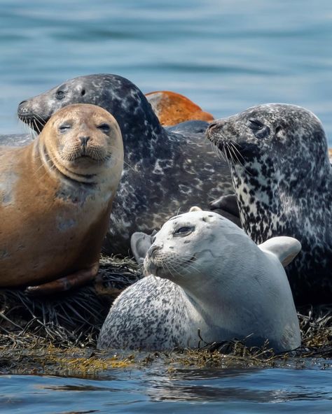 Maine Photographer on Instagram: “Anyone up for snuggles? . #seal #seals #natgeoyourshot #marinelife #maine #natgeoyourshot #oceaneyes #atlanticocean #cute #critters…” Cute Critters, Sea Mammal, Harbor Seal, Cute Seals, Sea Cow, Seal Pup, Marine Mammals, Cute Wild Animals, Sea Lion