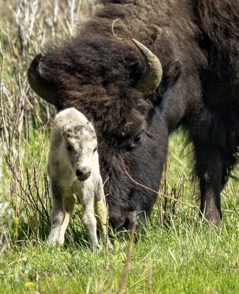 Native American Prophecies, White Bison, Lamar Valley, Lakota Sioux, West Yellowstone, Yellowstone Park, Indian Tribes, Christian Stuff, Spiritual Leader